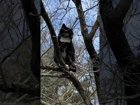 Winters Showing Off & Mocking Guz, after Winning the Bet😹😹😹 #cat #adorablecats #cutecatshorts