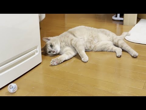 またたびボールで猫が遊んで酔う姿を解説 サムネイル
