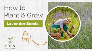 Lavender - How to Grow from Seed