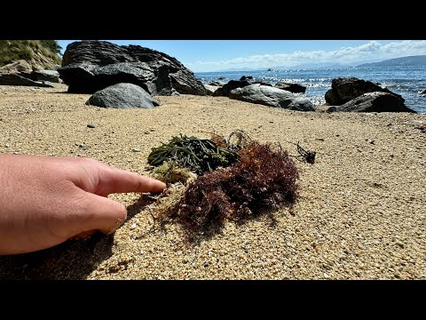 台風明けの海岸に落ちてる草からところてん作ってみた。