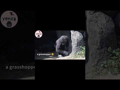 動物たちの自然な姿を楽しむ：ゴリラとバッタの心温まる交流 サムネイル