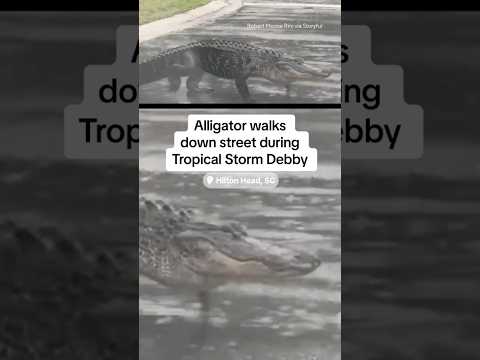 Alligator walks down street during Tropical Storm Debby #shorts