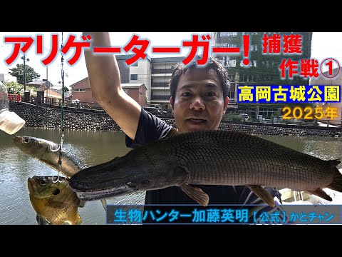 アリゲーターガー出現!捕獲作戦 in 富山県高岡市高岡古城公園!Alligator gar, Atractosteus spatula 生物ハンター加藤英明【公式】かとチャン