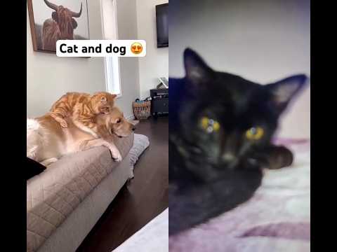 cat dog buddy😍😍💓💓💗💓💓😍😍