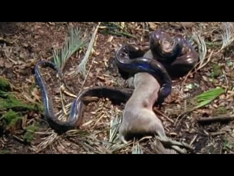 Attenborough in high quality - Fully Grown Python eating a Deer - BBC Earth - UCwmZiChSryoWQCZMIQezgTg