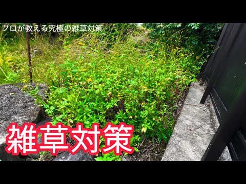 雑草対策の基礎【プロが教える】