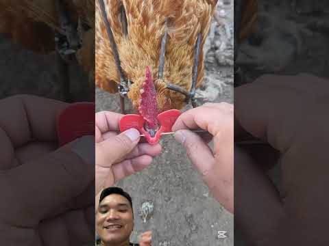 Dụng Cụ Che Mắt Gà Tránh Gà Đánh Nhau #animallife