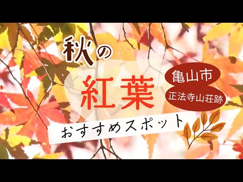 関一族が築いた正法寺山荘では連なるグラデーションの葉　緑から赤へ日々変化