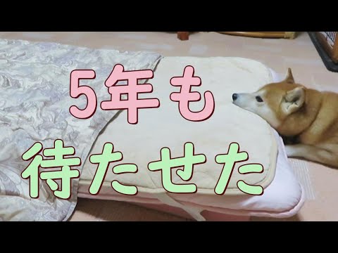 一緒に寝ると心に決めた日　柴犬まめ