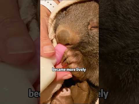 犬の動画サムネイル - Marsupial Mom🦔🤱❤: Last Breath Protection Baby​​ 💔⏳💫 #animals #rescue #wombat #shorts #love
