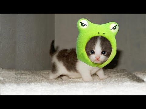 😍 THE CUTEST LITTLE KITTENS | I WANT TO HAVE THEM ALL 😍