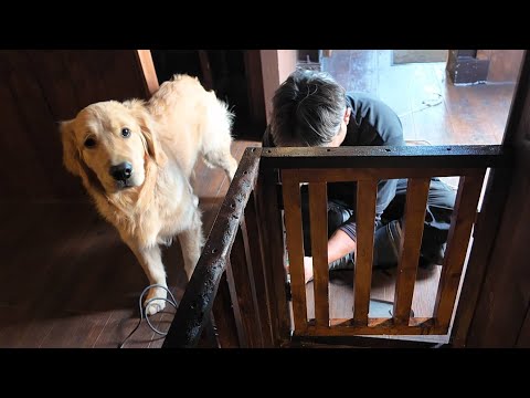 お店を破壊する看板犬。成長と共に変化していく行動に納得。【Golden Retriever japan】