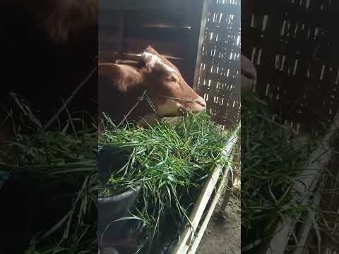 sapine madange suket ijo" seger #fypシ゚viral #pakansapi #ngaritrumput