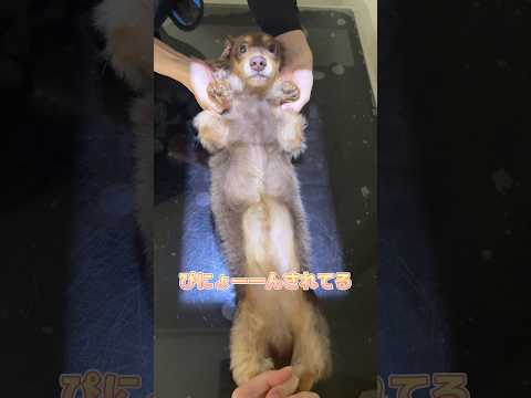 レントゲンを頑張ってるカニンヘンダックスフンド