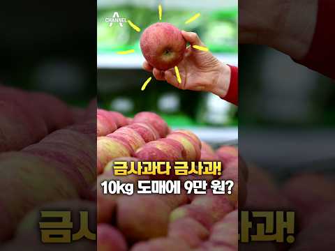 금사과다 금사과! 10kg 도매에 9만 원? / 채널A #shorts