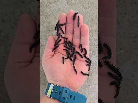 Rusałka pawik Aglais io LEVEL UP #insect #butterfly #moth