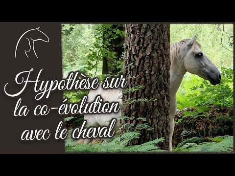 Hypothèse sur la co-évolution avec le cheval