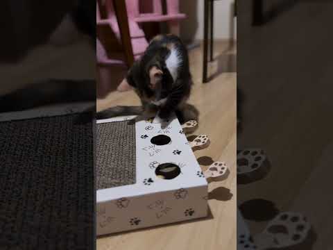 c'est magnifique vidéo chat nature top top vidéo