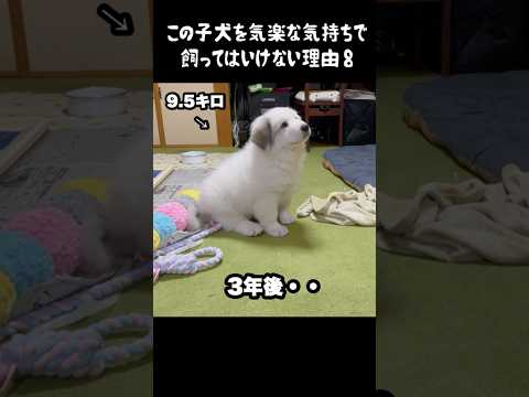 予想以上の成長をした子犬8 #greatpyrenees #犬のいる生活 #大型犬のいる生活 #大型犬 #グレートピレニーズ #癒し #可愛い #愛犬 #ペット #大型犬と暮らす