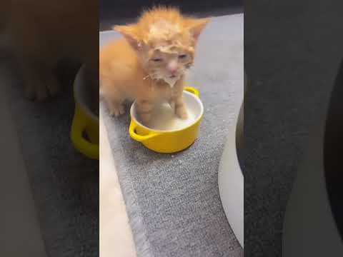 Kitten drinking milk 🍼😺 #shortvideo  #cuteanimals #cute #kitten #cutecat #catshorts #viralvideo #fyp