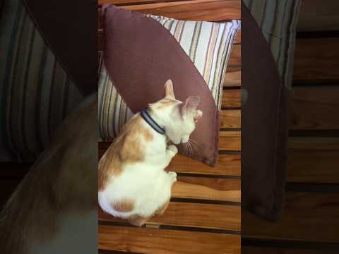 The Most Relaxing Cat Self-Grooming EVER (Right Next to My Pillow!) #cat #catlover #cats #catvideos