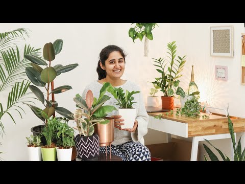 Video - 5 Air Purifying Indoor Plants for Styling Your Home| स्टाइलिश हवा शुद्ध करने वाले पौधे