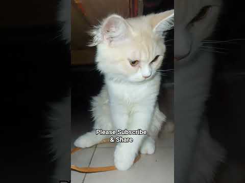 Cat Videos | Mochi😺 #reels #cat #catvideos #funnycatvideos #shorts #trendingshorts #funny  #kitten