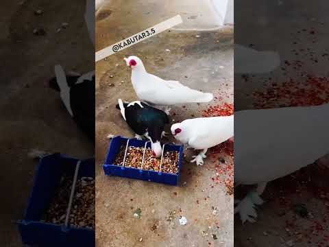 KABUTAR LOVER 🕊️❤🦁🕊👍🏻 #kabutar3.5#pigeon #pigeons #birds #kabootar #pigeonpose #kabutarbazi