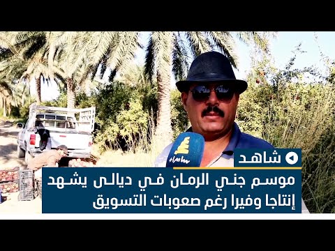 موسم جني الرمان في ديالى يشهد إنتاجا وفيرا رغم صعوبات التسويق