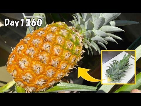 パイナップルの葉っぱを植えたら、4年後に甘くて大きなパイナップルが収穫出来た / How to grow pineapple from store-bought pineapple in a pot