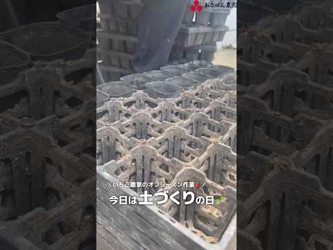 【いちご栽培】発根を促す土づくりとは？#shorts