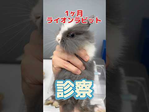 便が柔らかく水をたくさん飲んでる1ヶ月のライオンラビットが動物病院にやって来た!