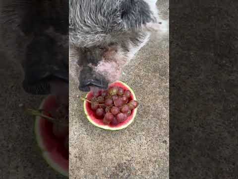 #fruitforbreakfast today is #grapes and #watermelon for #smcfritters #pigsofyoutube
