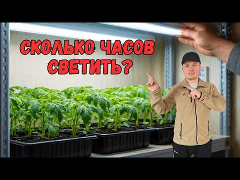 Правильное досвечивание рассады в комнате — точный режим