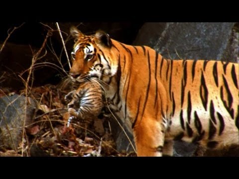 Wild tiger cub | for the first time on film | David Attenborough | Tiger Spy in the Jungle | BBC - UCwmZiChSryoWQCZMIQezgTg