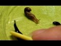 コウガイビルのお食事風景 その１ アーたんにナメクジ Land Planaria Youtube