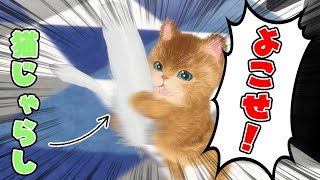 【子猫】猫じゃらしを買ったら、大喜びでした