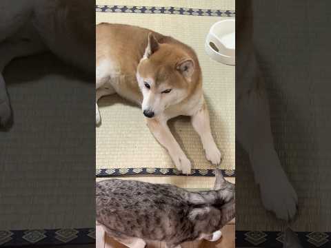 仲の悪い柴犬と保護猫　ShibaInu and cat #保護猫 #しばいぬ #柴犬
