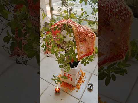 देवउठनी एकादशी पर तुलसी मां की पूजा 🙏🏻#shorts #youtubeshorts #trending #viral #ekadashi #tulsi #puja