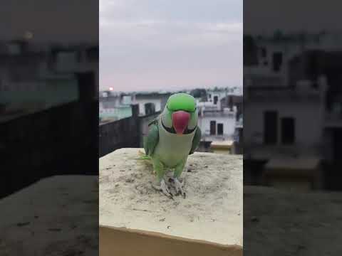 cute beautiful #parrot #musicgenre #love