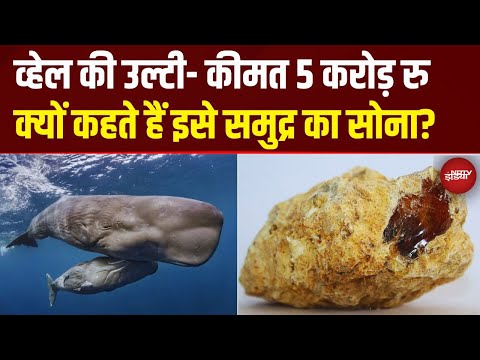 5 करोड़ रु की 'उल्टी'! समुद्र से निकला व्हेल का खजाना | Sperm Whale Vomit Price | Ambergris