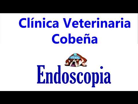 Veterinary Clinic Cobena