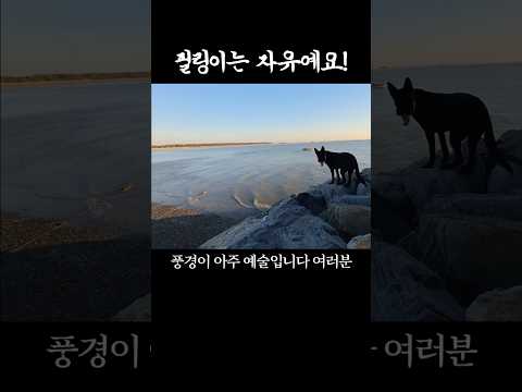 갯벌에 빠진 <strong>개</strong>