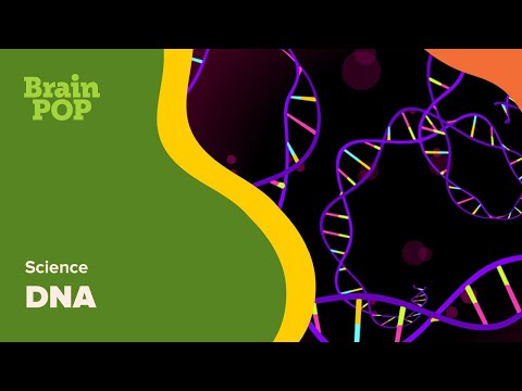 DNA | Science | BrainPOP