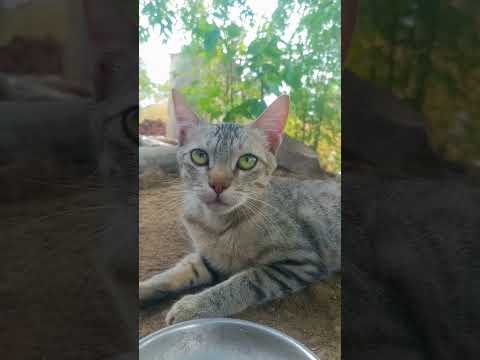 #cat #animallovers #animals #animals #catlovers #catwalktour #cats #cute #cutecat #beautiful #beauty