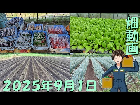 【25/9/1】まだまだ暑いけど、農作業のピークは過ぎたかな。
