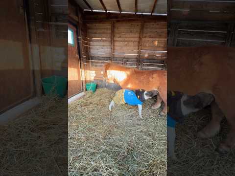 今年初の赤ちゃんは可愛い女の子🩷みなさんよろしくね🥰　お父さんはキョロです👨#shorts