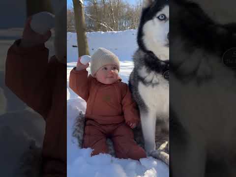 Funny Husky in the <strong>Snow</strong> ❄️ Sheldon Poses <strong>With</strong> Baby Leonard