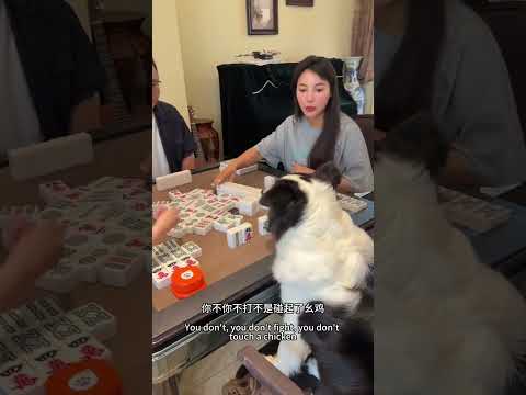 這麼可愛的小狗居然學會了打麻將 #边牧软软 #边牧打麻将 #pets