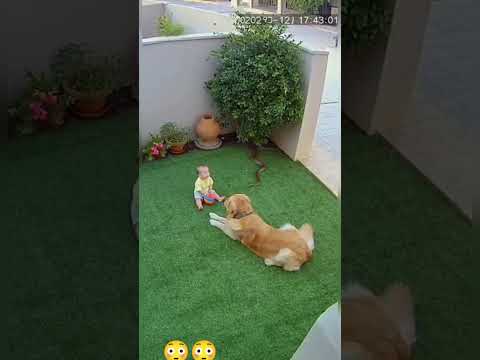 Watch how this dog saved this baby from a wild snake attack